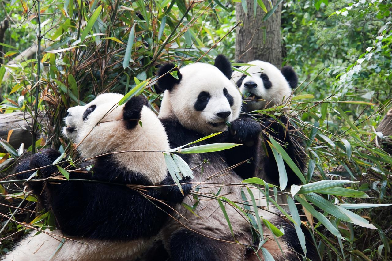 Chengdu Airport Ruijia Hotel Zewnętrze zdjęcie